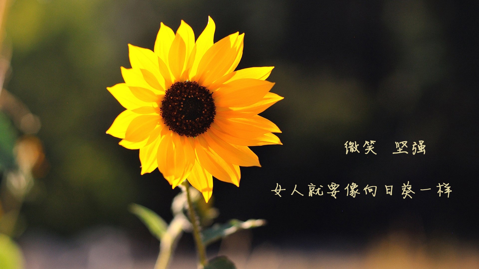 节奏掌控与关键先生，广东队对阵凯尔特人，东契奇闪耀跨洋对决