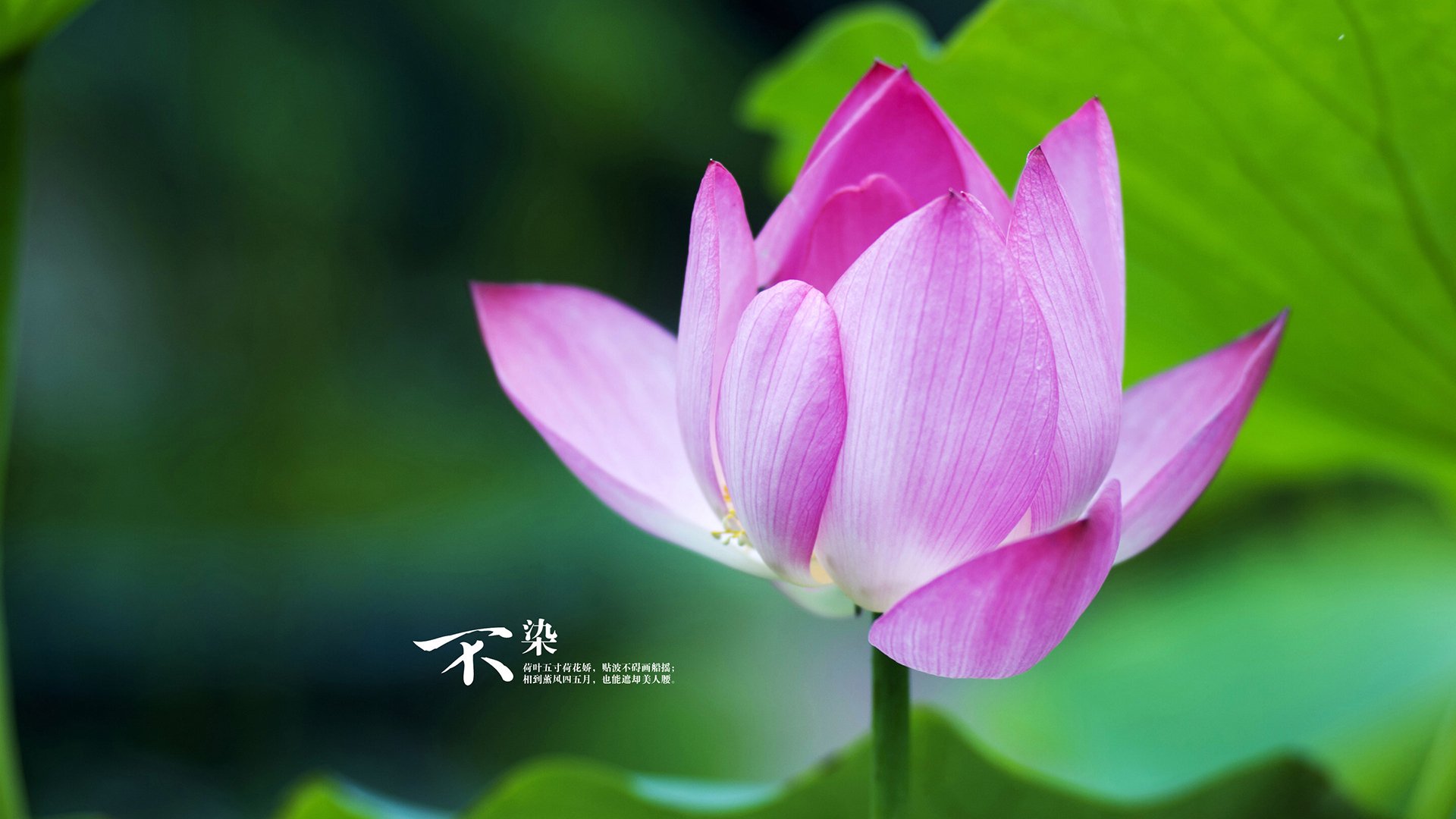 东瀛铁骑碾过黑星之夜，归化奇兵蒂亚戈如何改写日非足球剧本