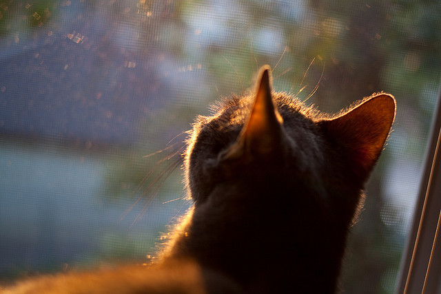 杜兰特爆发率队取胜，灰熊争冠路上力克活塞