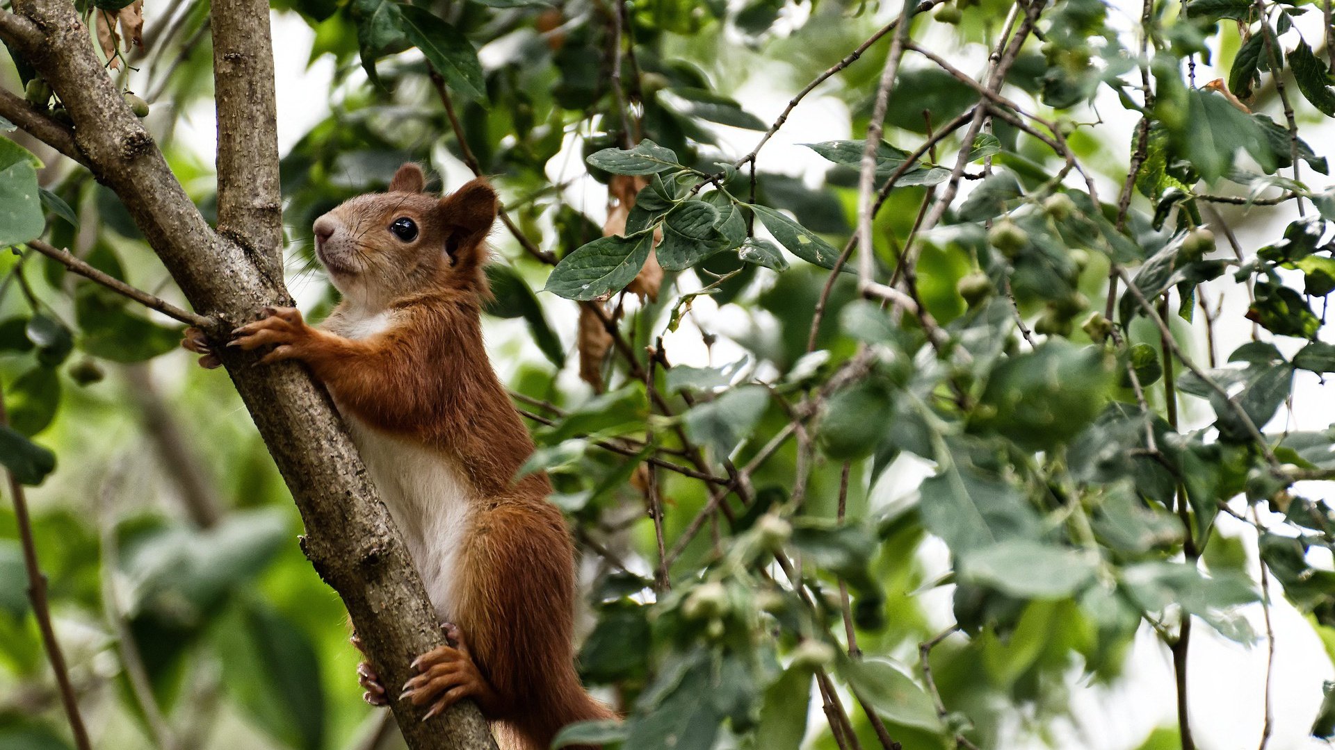 东契奇君临赛场，国王正面击溃辽宁