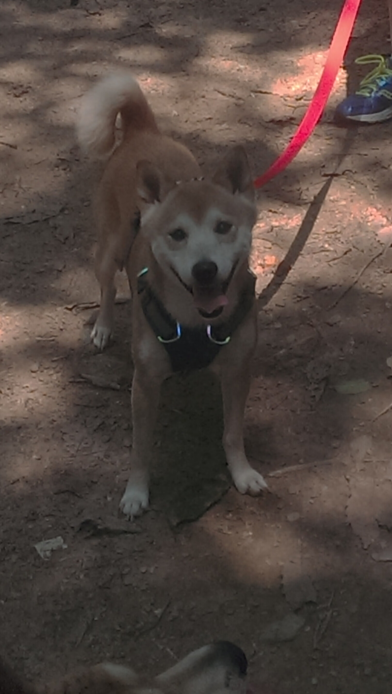 欧洲南境的日耳曼闪电，加克波如何在年度焦点之战中接管比赛