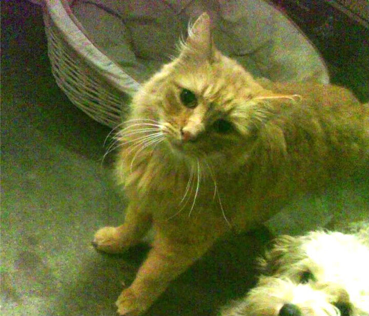 红色流星刺破南海岸，范弗利特让热火防线沦为绝望背景板