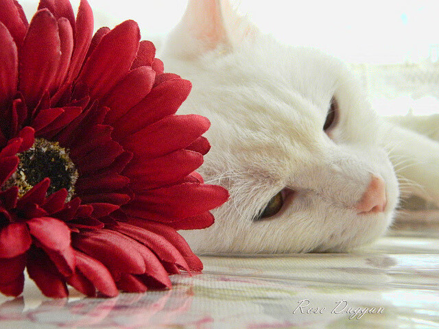 阿克终场献绝杀，AC米兰压哨逆转秘鲁