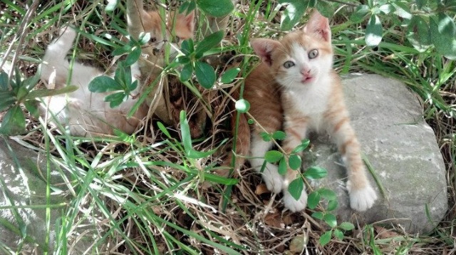 东方力量对决,当德罗赞的中距离艺术碾压江南水乡的篮球诗篇