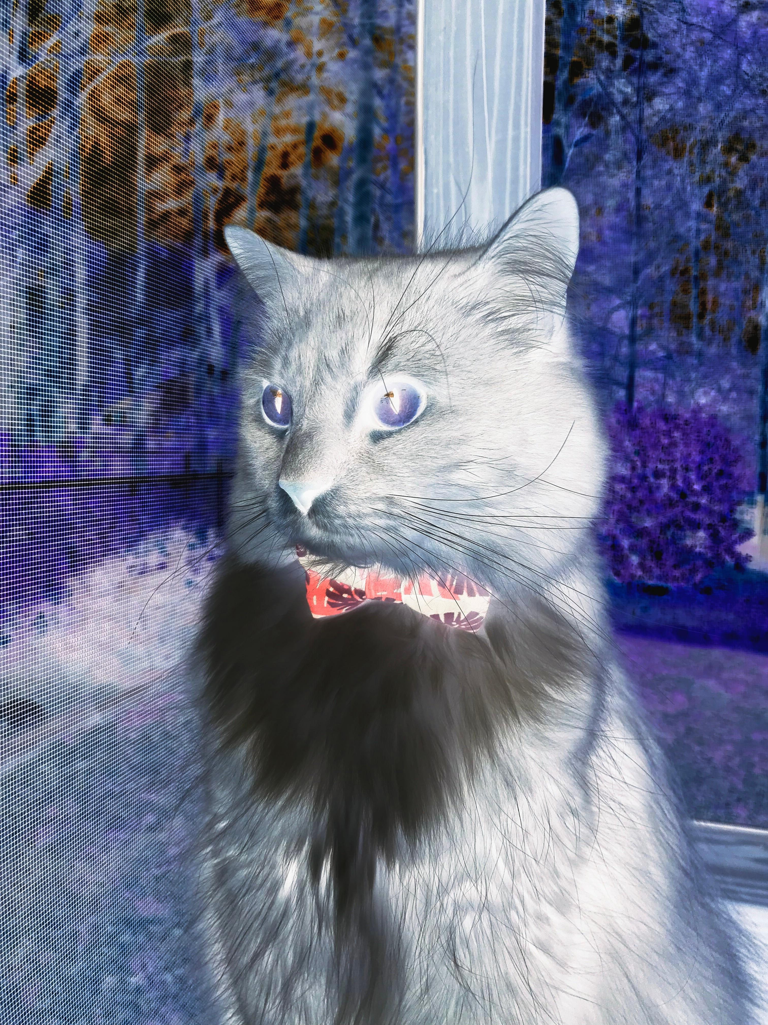 雷恩vs贝蒂斯，剑指欧联，红与绿的对抗，迪马利亚能否主宰？