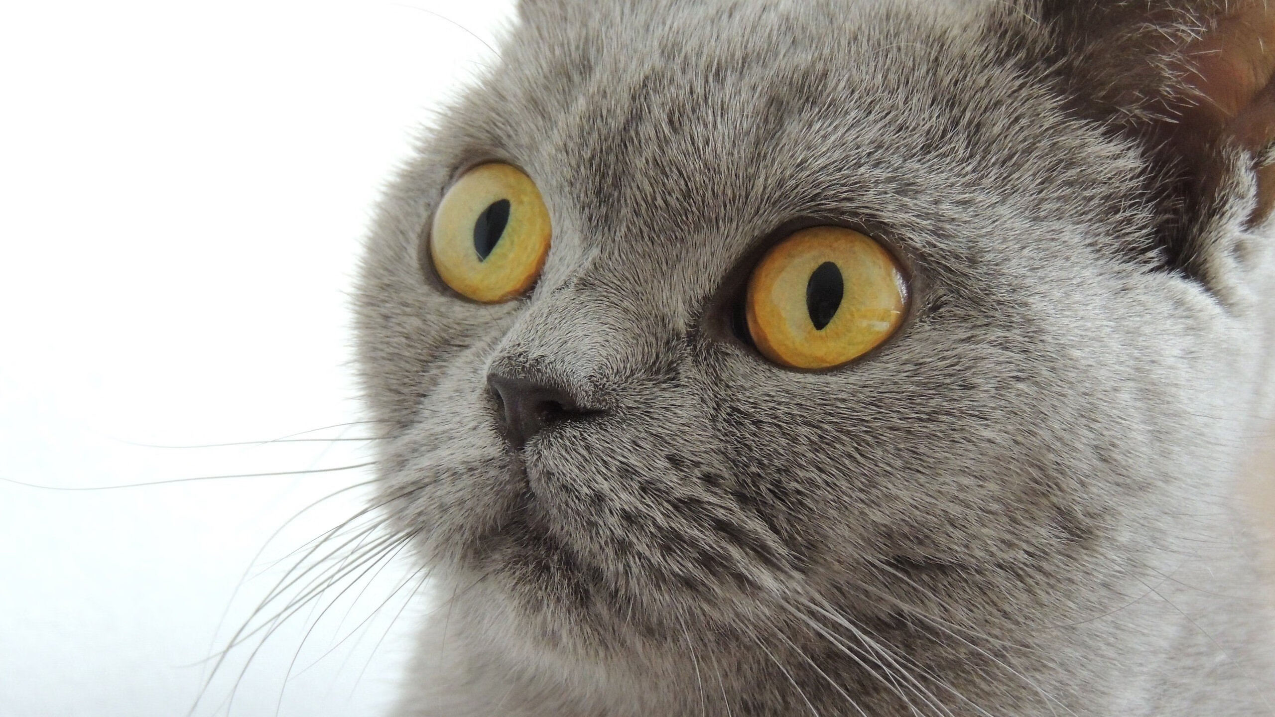 尼克斯绝杀爵士背后，时光尽头，詹姆斯仍是关键先生唯一的注解