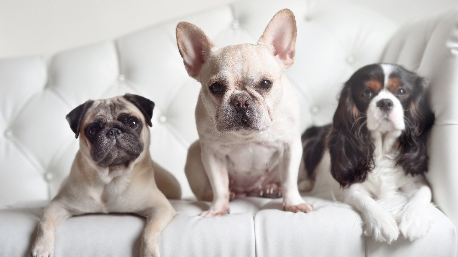 绿茵分水岭与青春风暴,当意甲焦灼撞上NBA的瞬间爆发