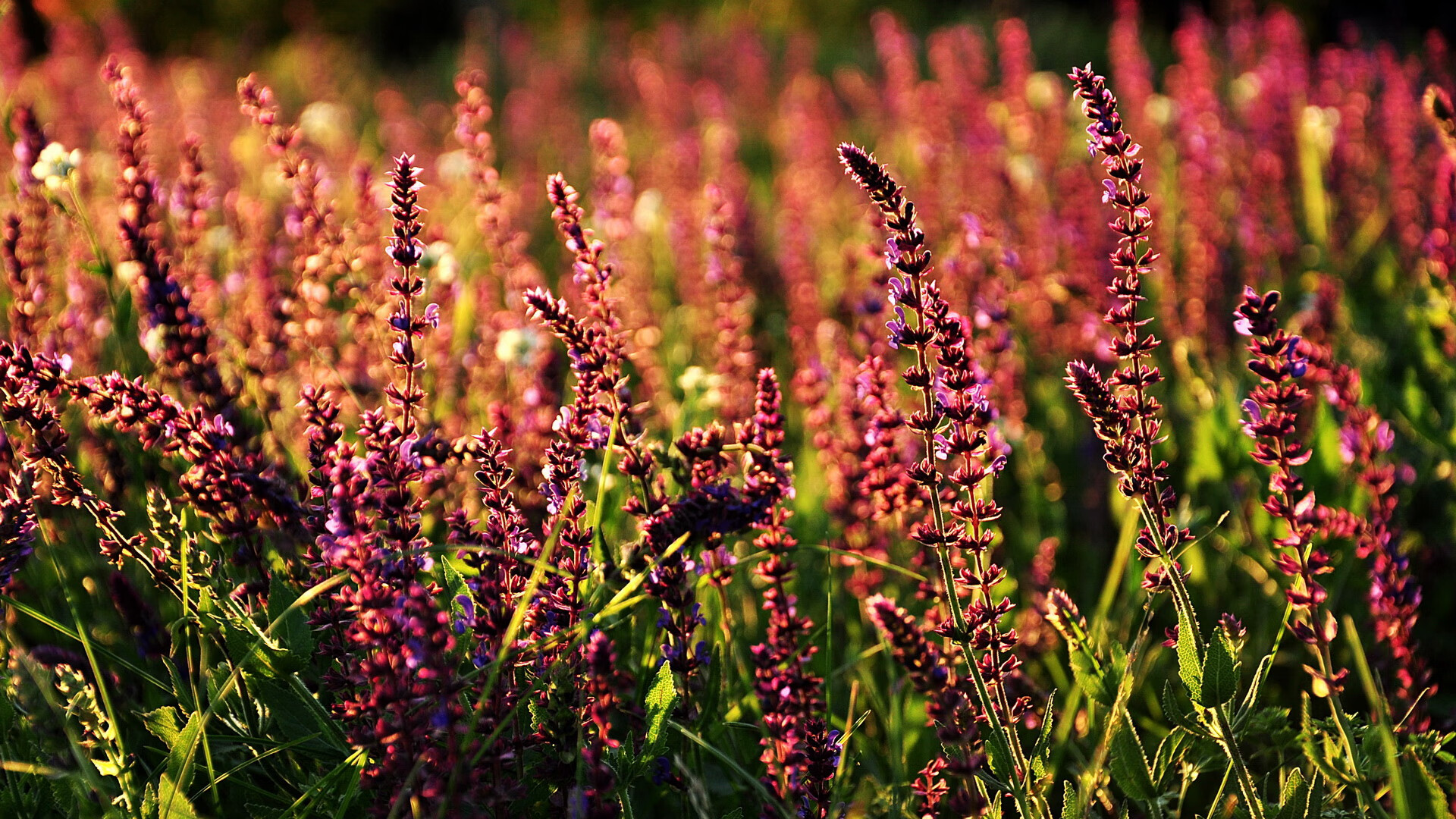 弗拉霍维奇统治全场,乌拉圭轻取马德里竞技