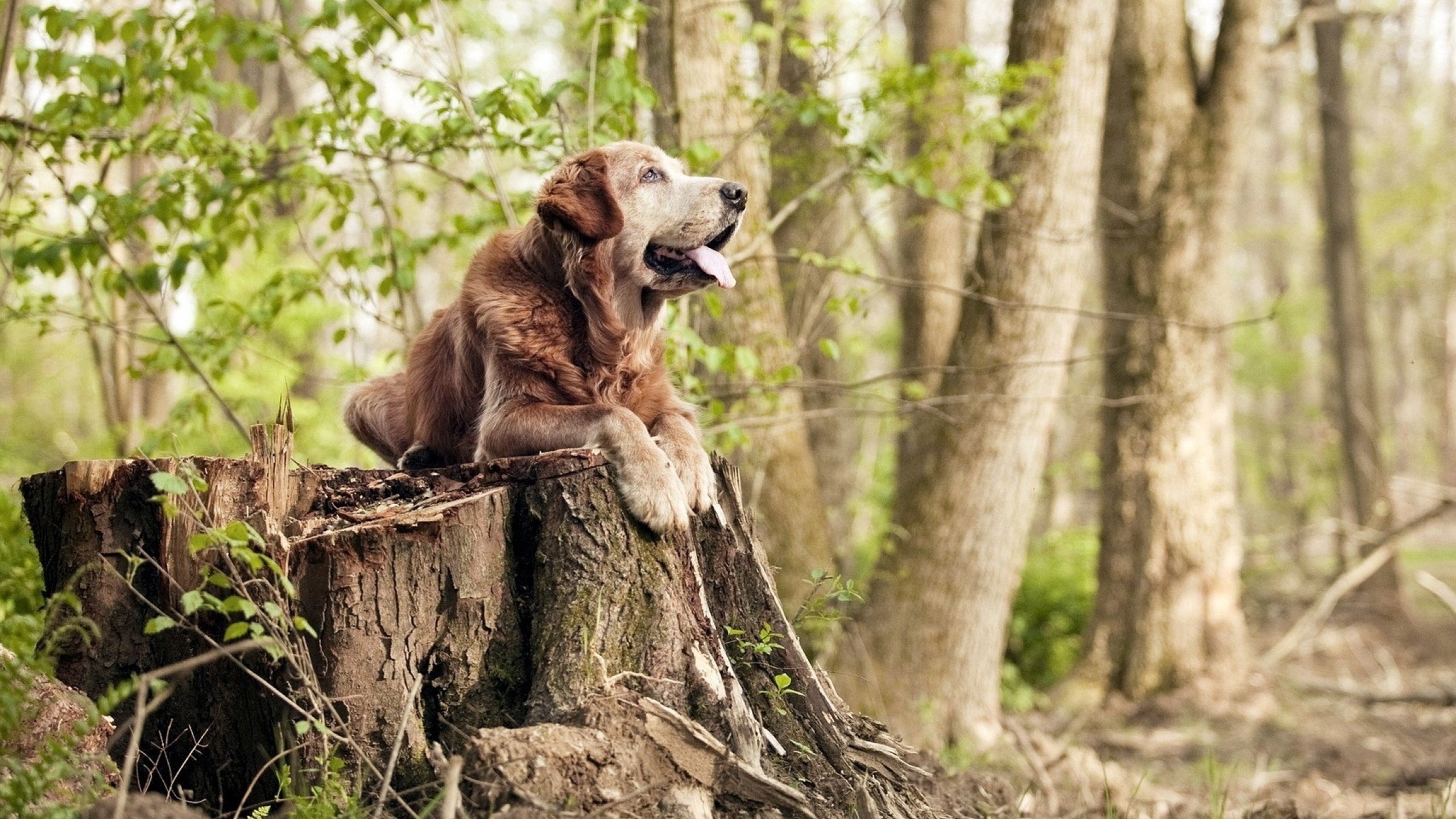 绿茵咏叹调，三笘薰用东方旋律谱写争冠夜变奏