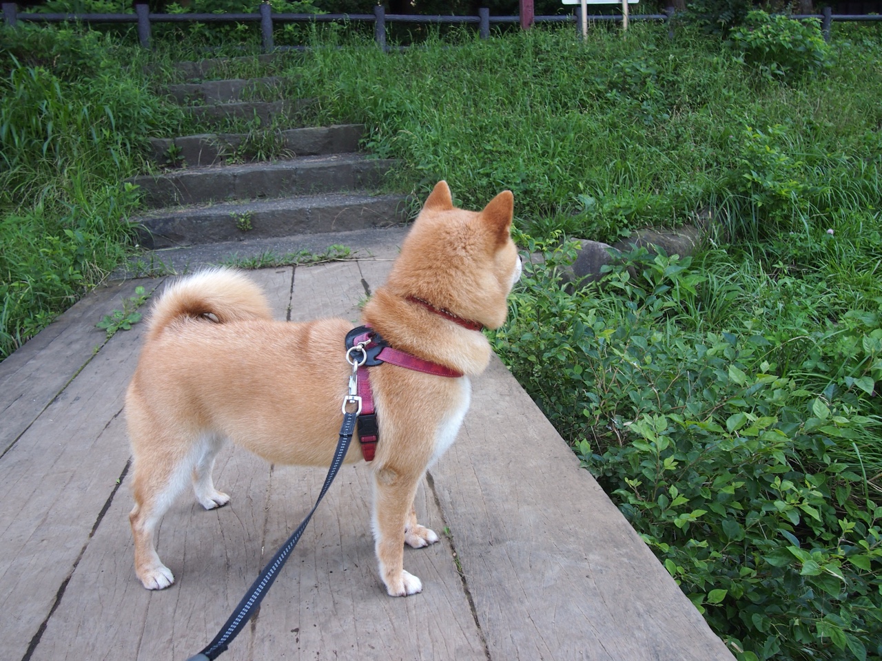 鹈鹕折翼明尼苏达，杜兰特天神下凡救主