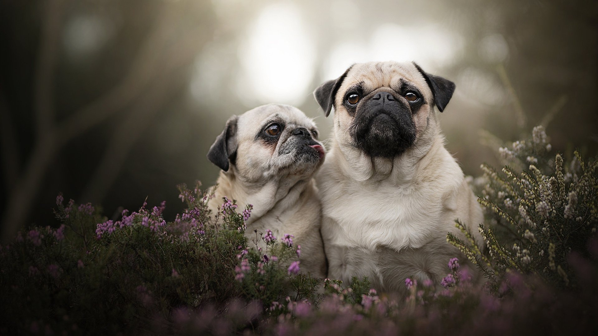赛道与人生，杜兰特的F1之夜，在轰鸣中跨越里程碑